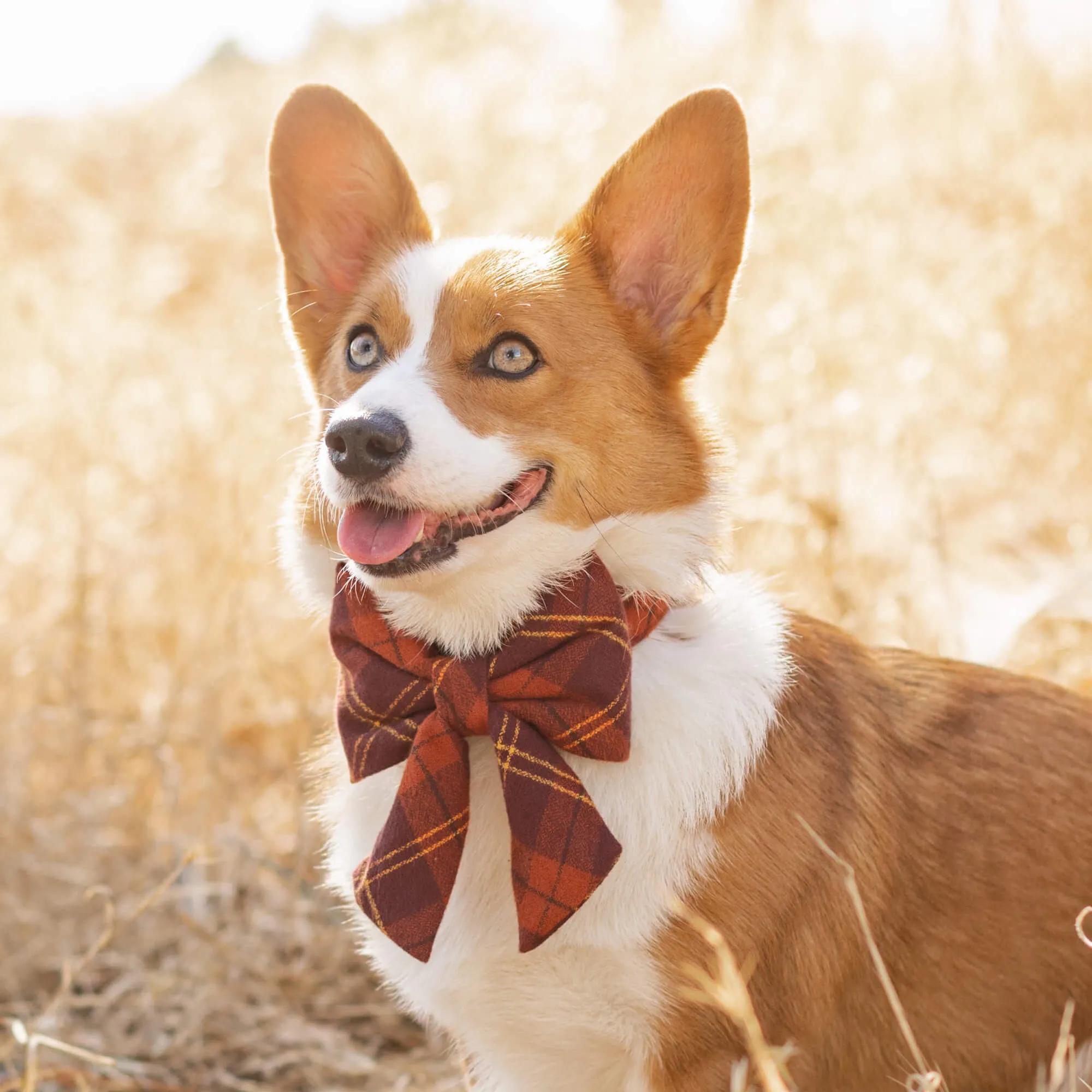 Cider Plaid Flannel Lady Dog Bow