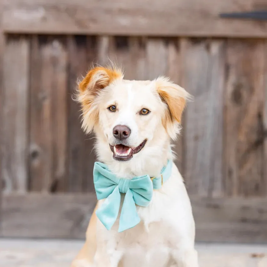 Dog and Cat Lady Bowtie: Robin's Egg Velvet