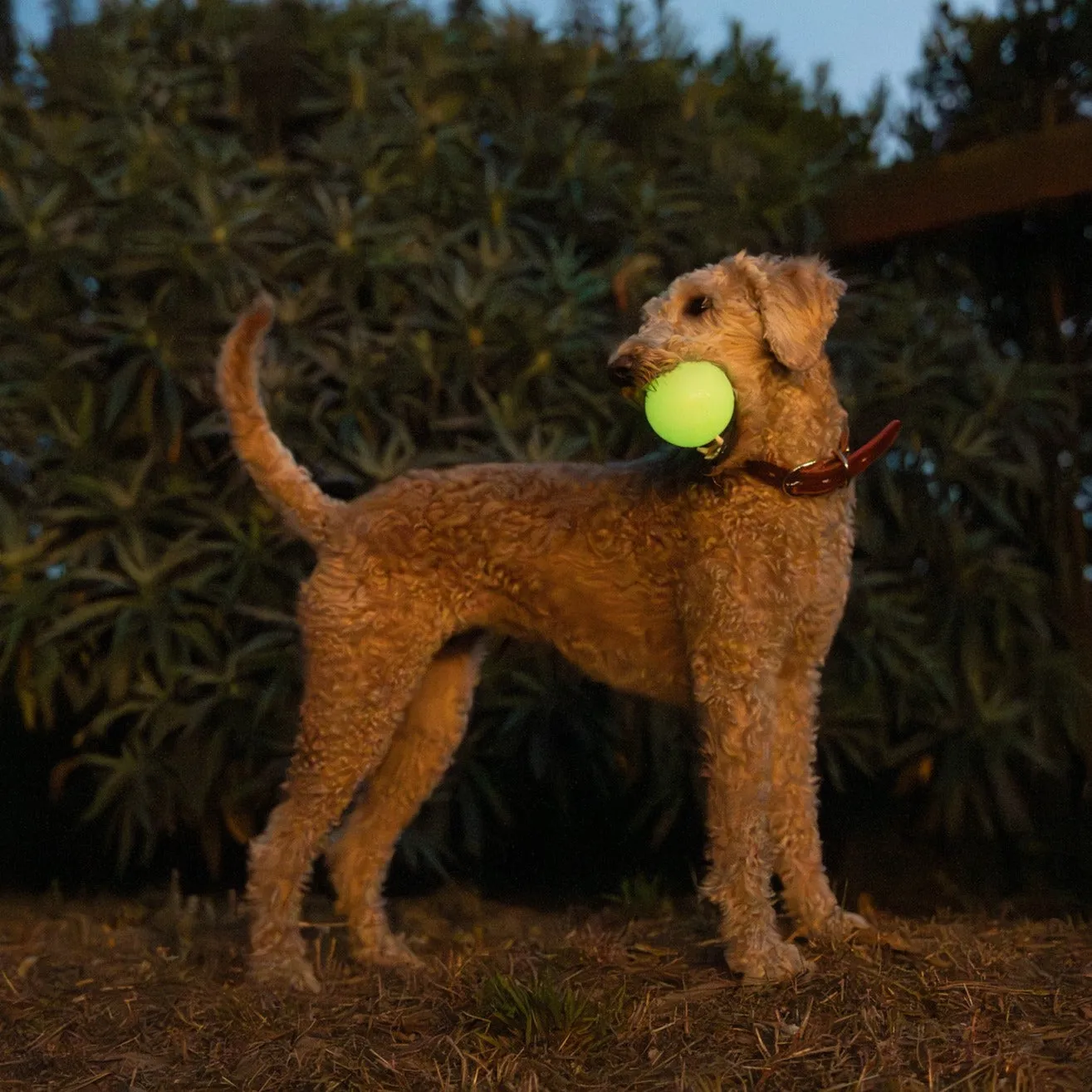 Glow In The Dark Fetch Ball 2-Pack