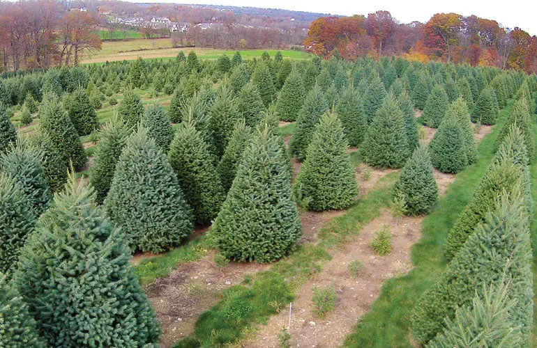 Real Christmas Trees Delivered 6 Foot Premium Balsam Fir Christmas Tree