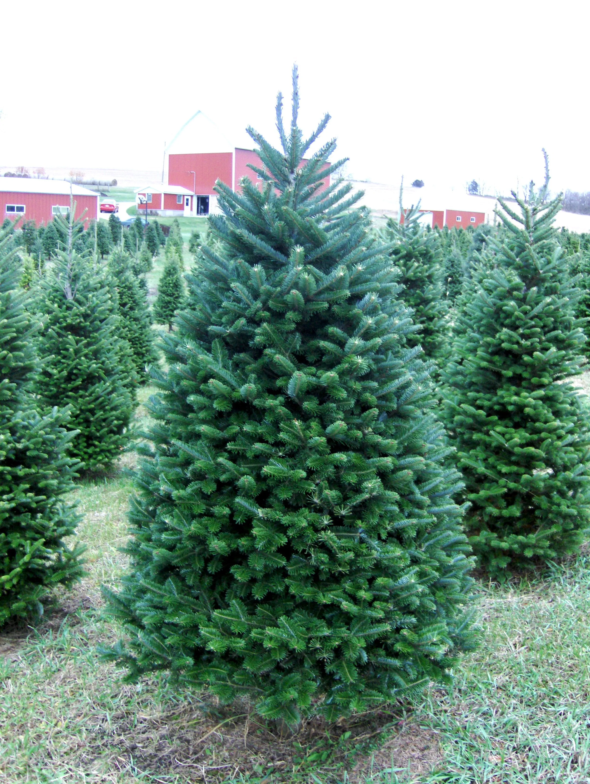 Real Christmas Trees Delivered 6 Foot Premium Balsam Fir Christmas Tree