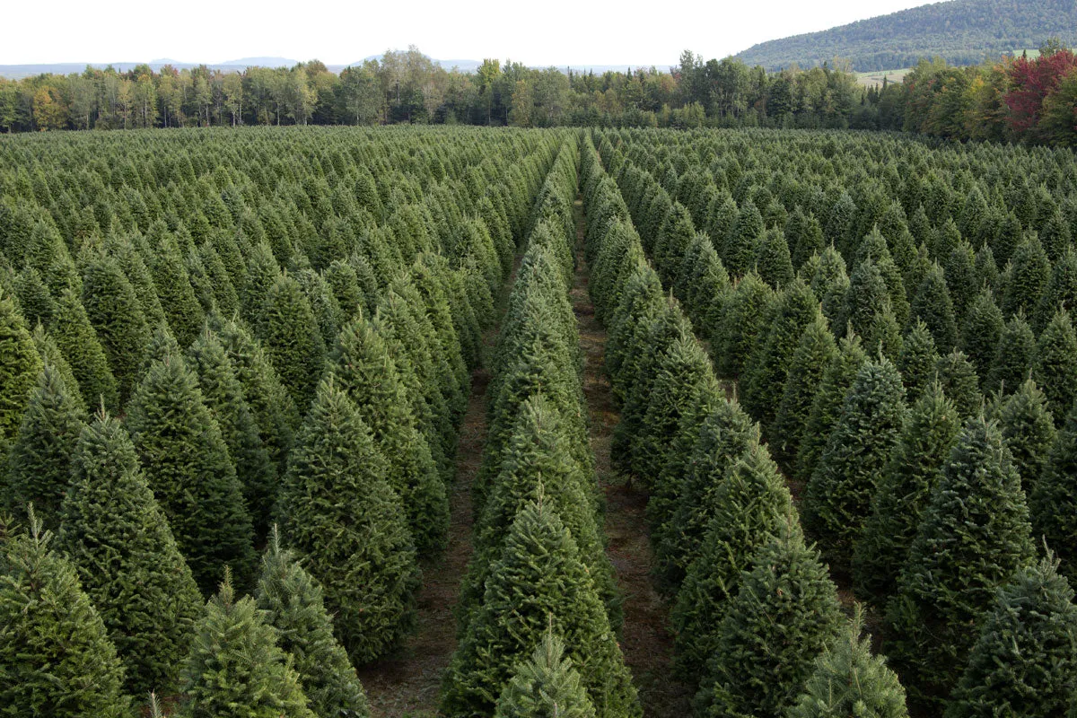 Real Christmas Trees Delivered 6 Foot Premium Balsam Fir Christmas Tree