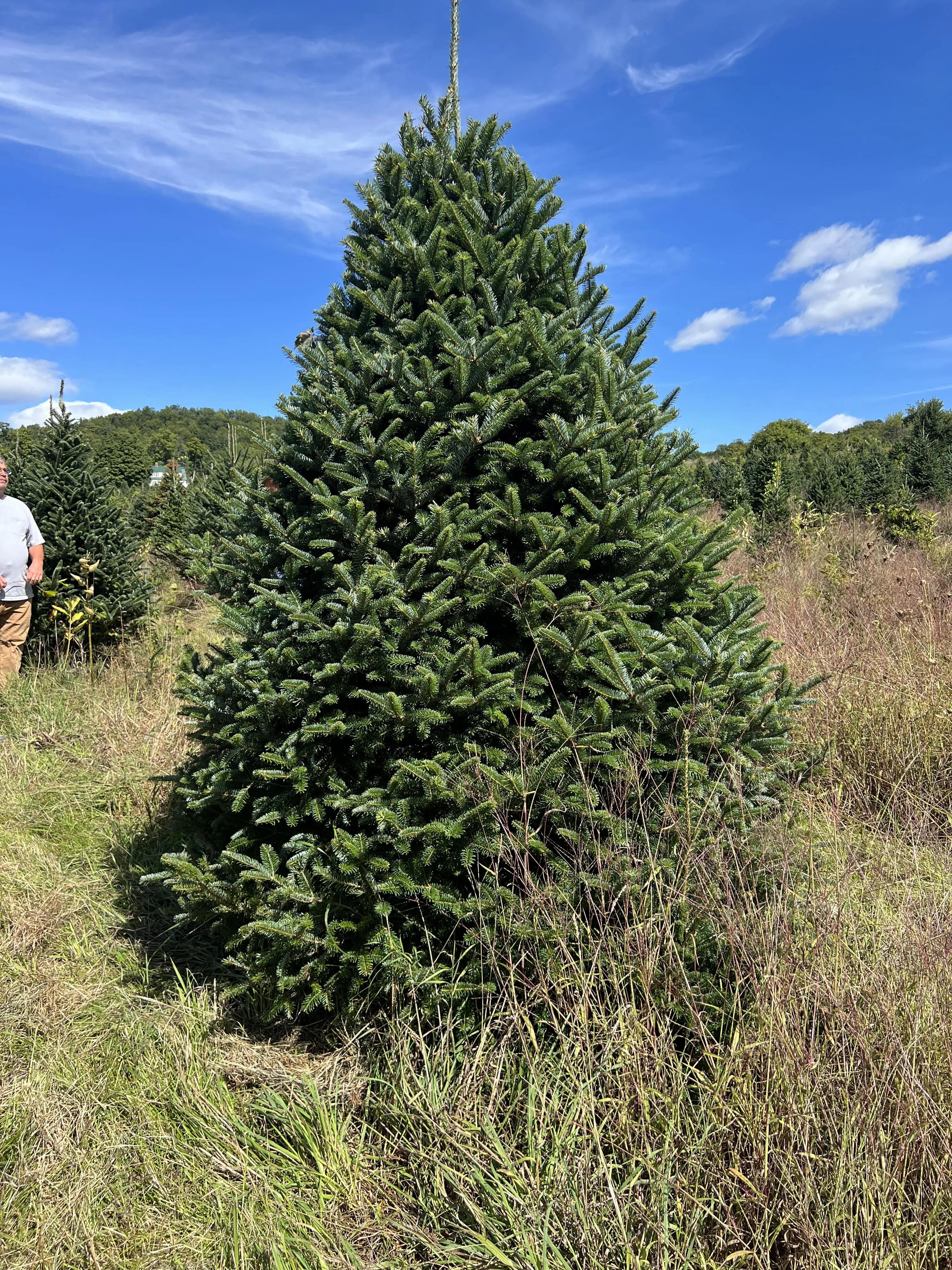 Real Christmas Trees Delivered 7 Foot Premium Fraser Fir